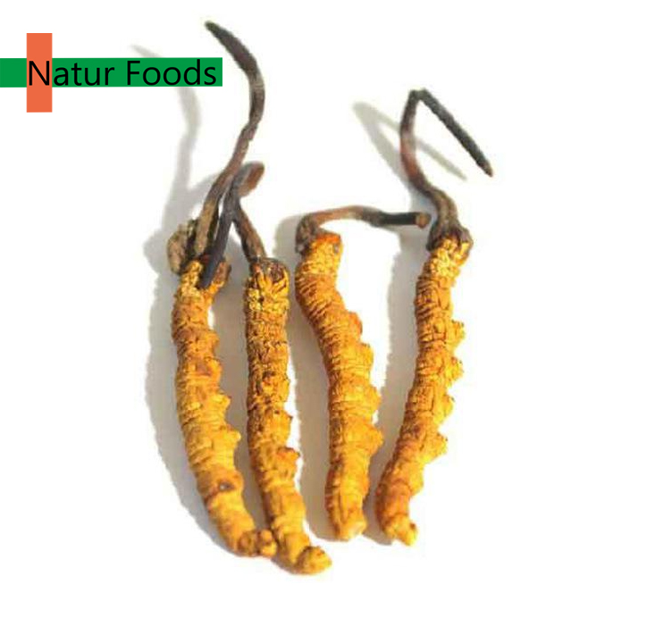 Organic Cordyceps Powder Ekowarehouse